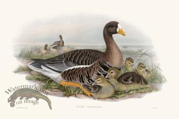 Gould Waterfowl 37